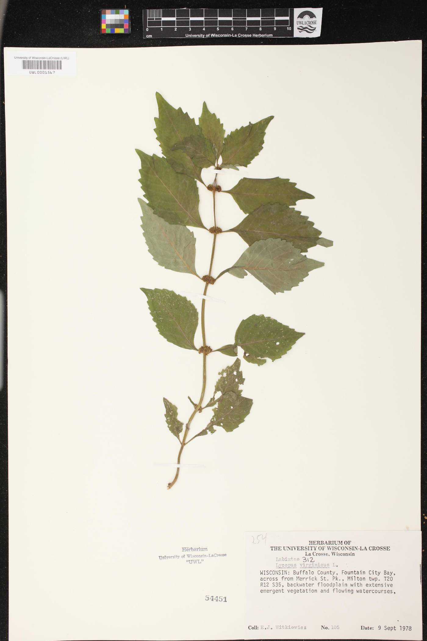 Lycopus virginicus image