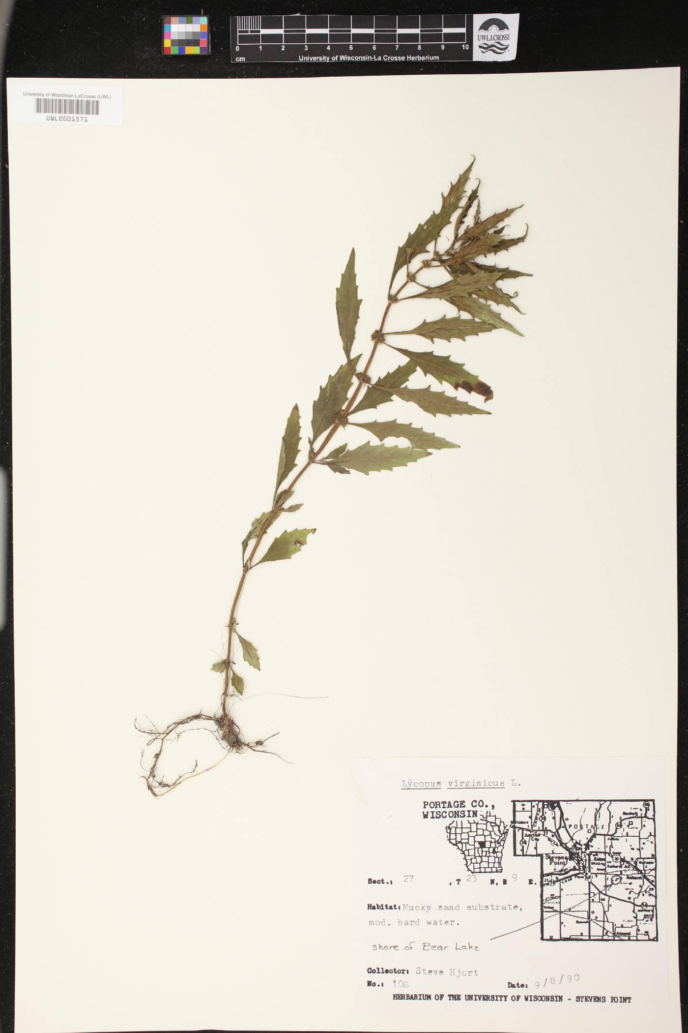 Lycopus virginicus image