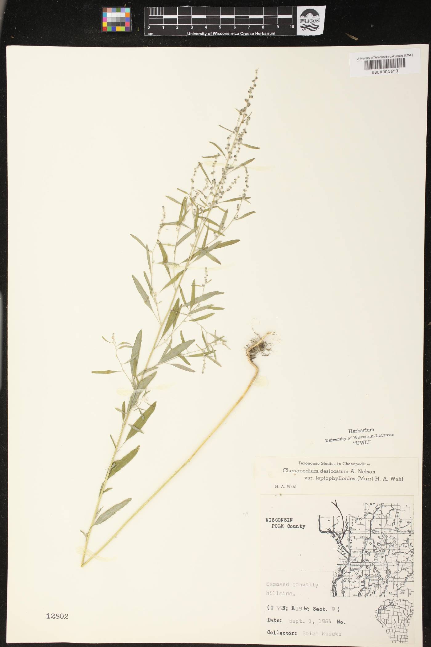 Chenopodium pratericola image