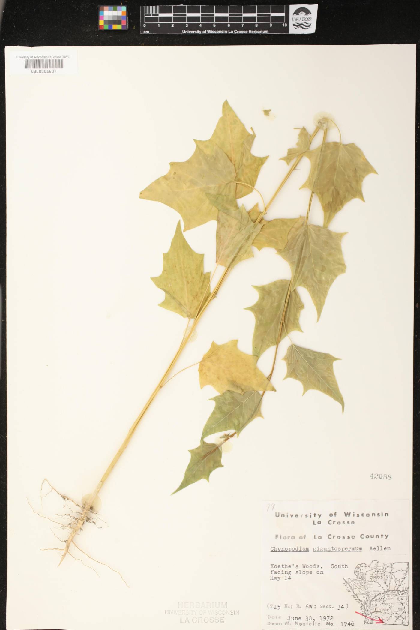Chenopodium simplex image