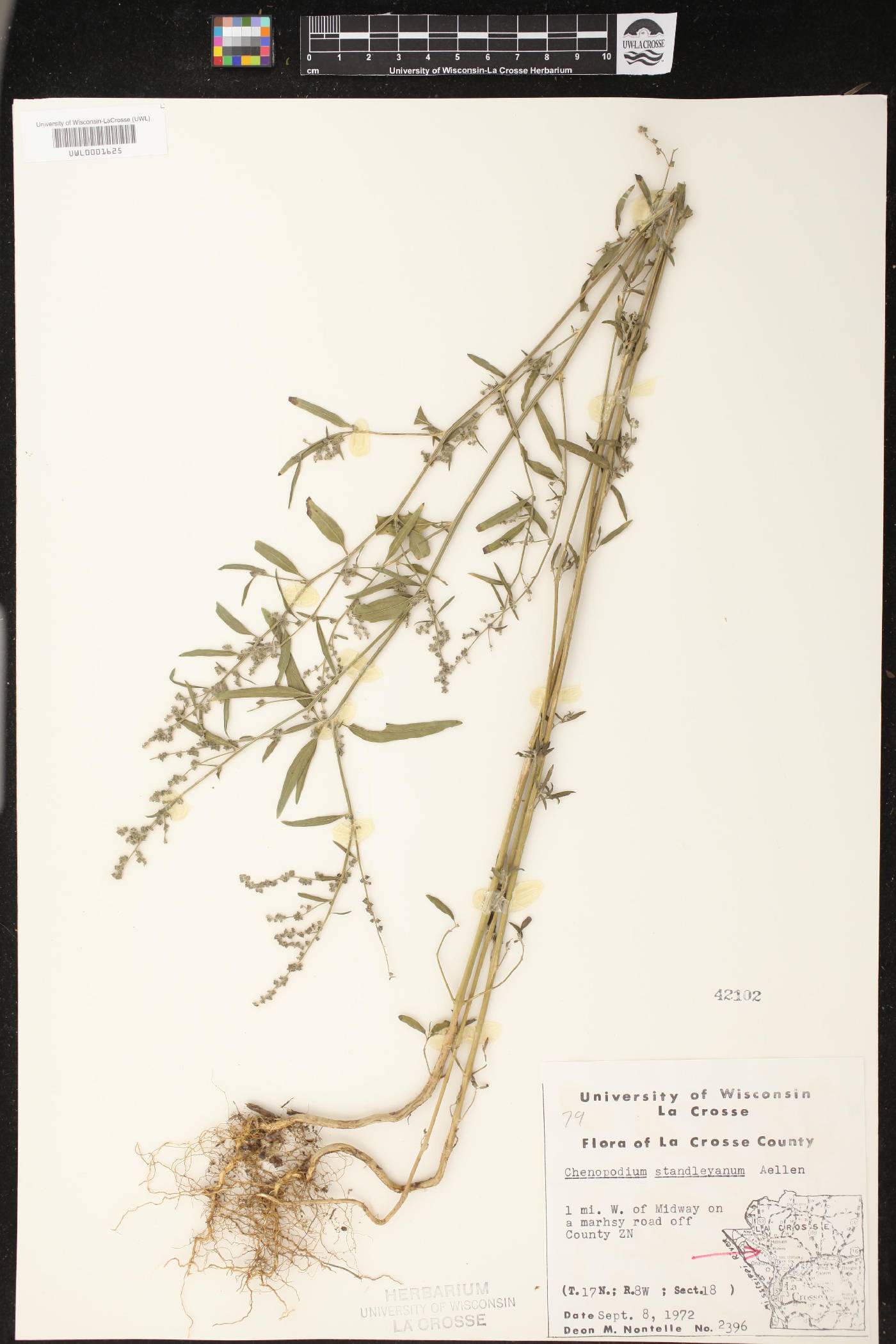 Chenopodium standleyanum image