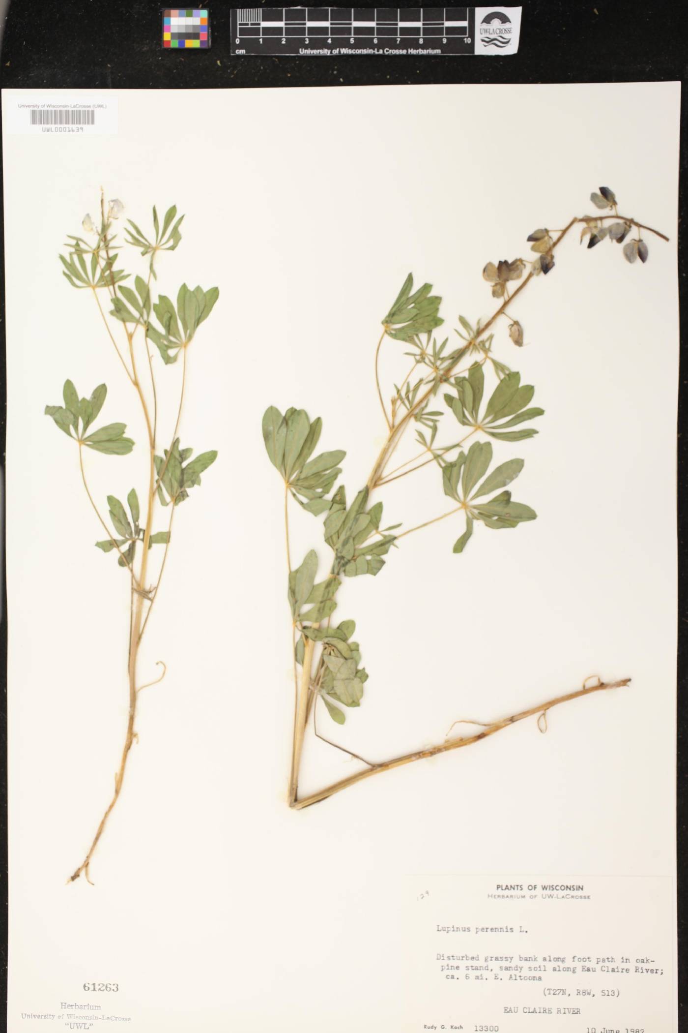 Lupinus perennis image