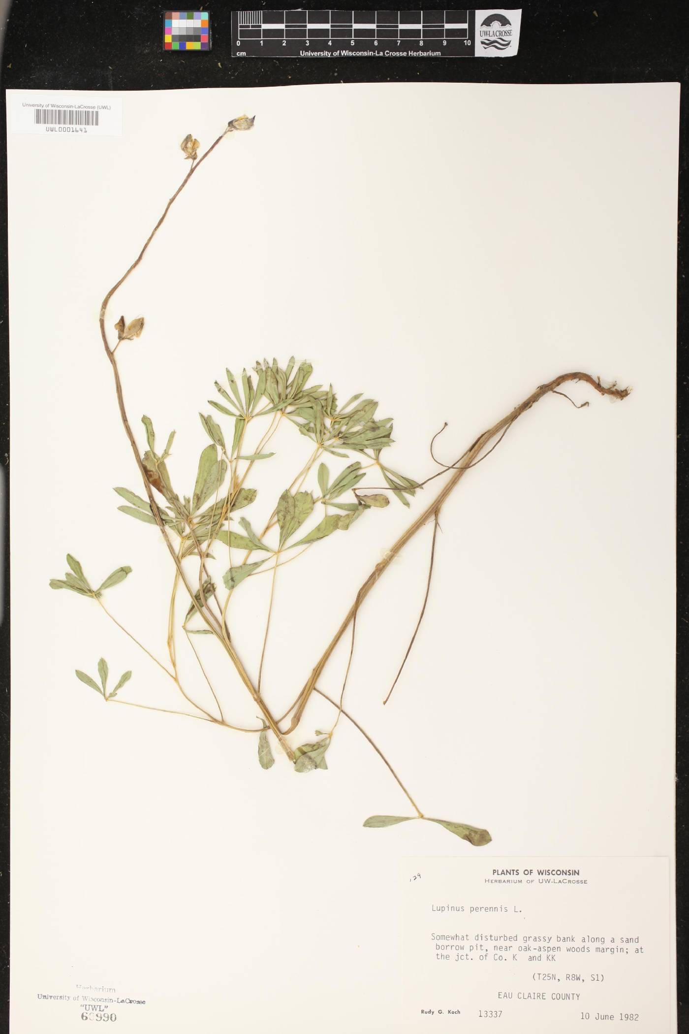 Lupinus perennis image