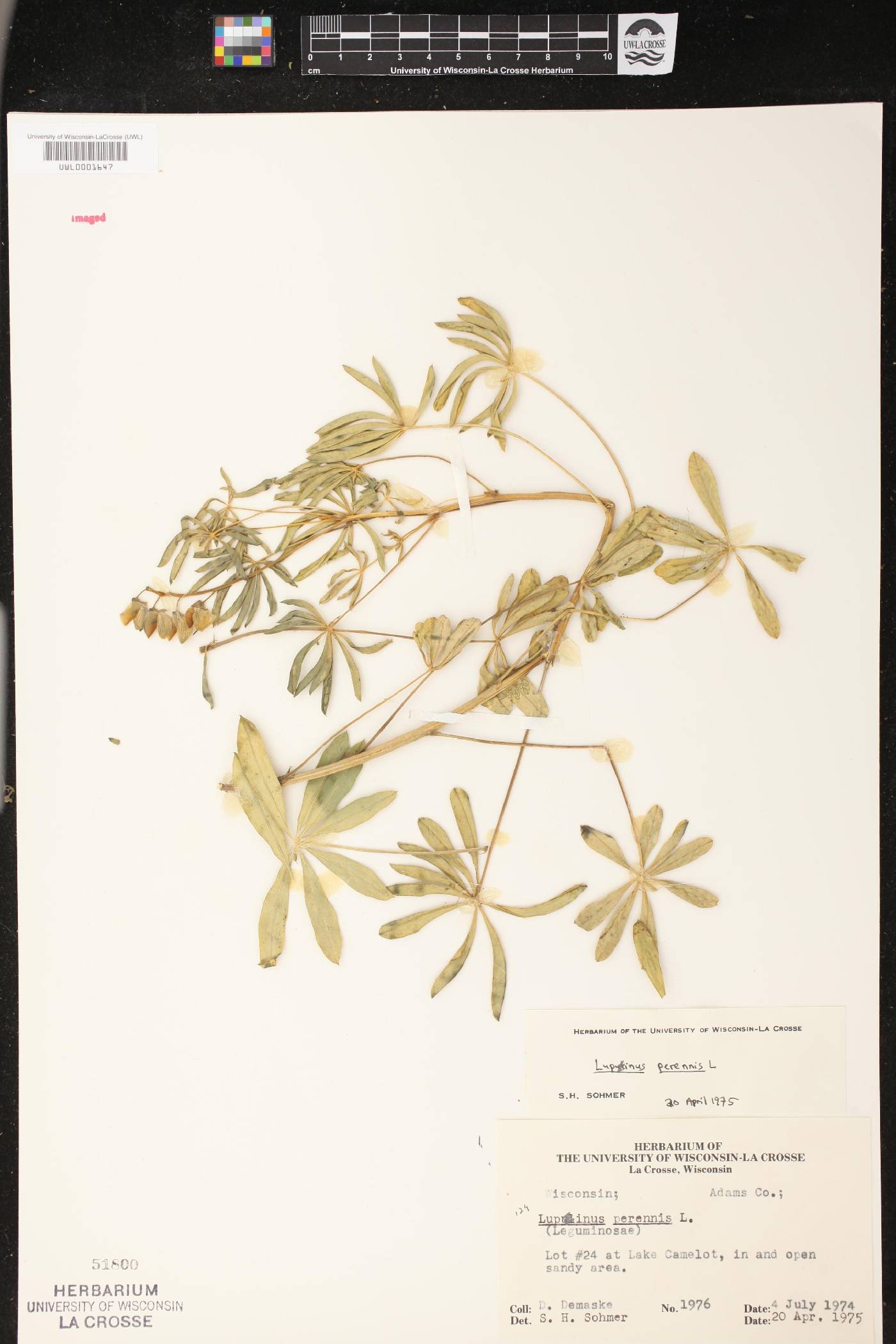 Lupinus perennis image