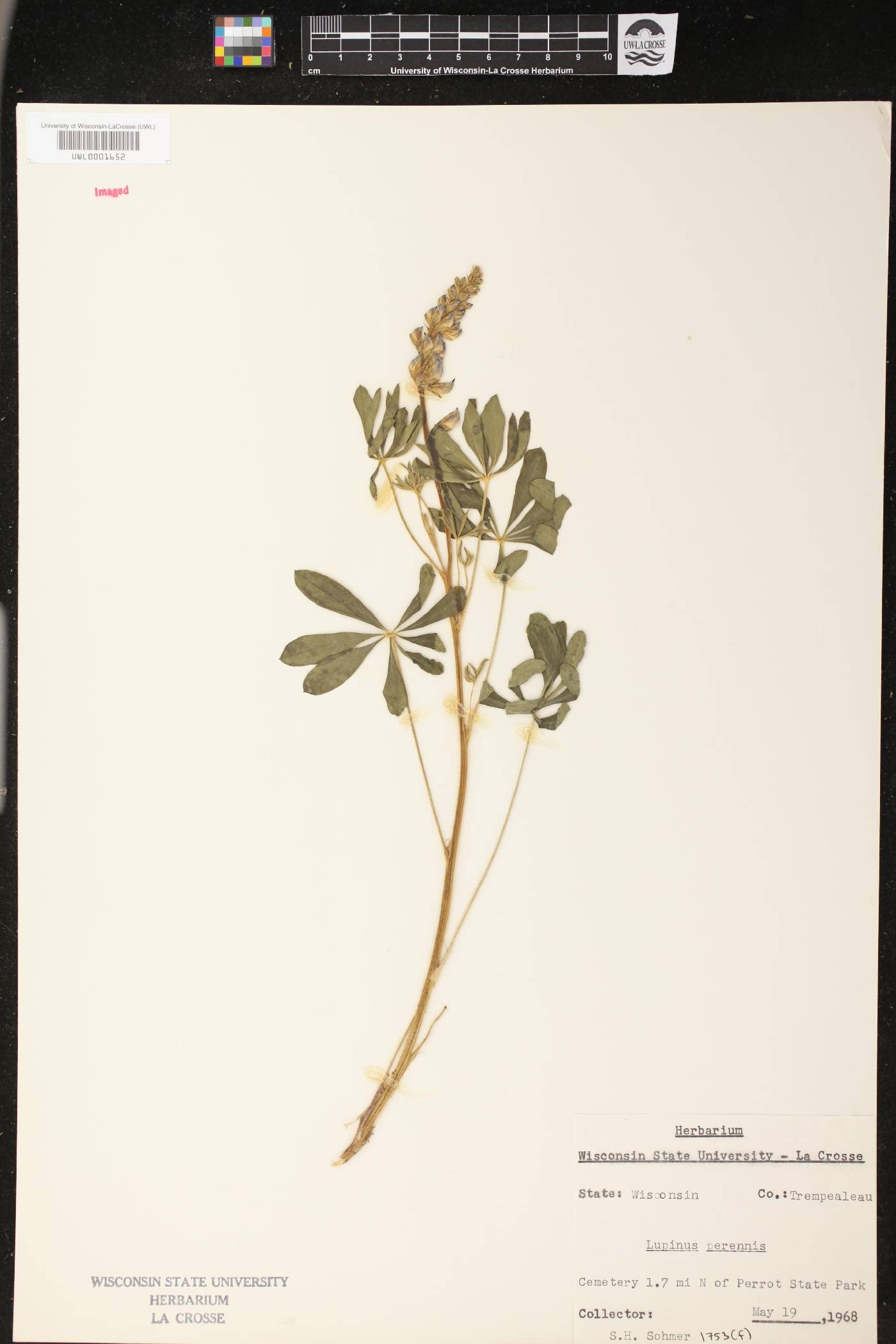 Lupinus perennis image