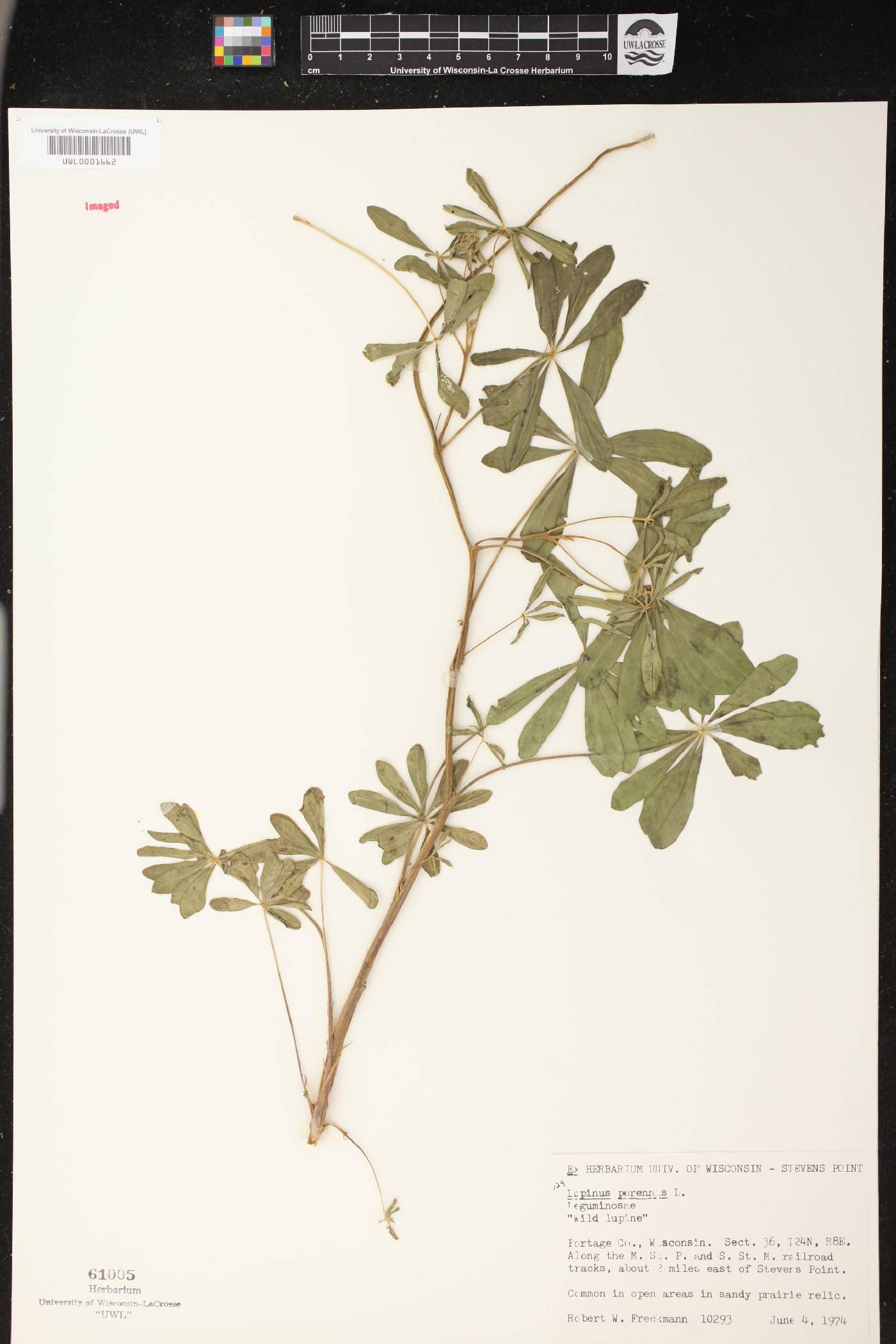 Lupinus perennis image