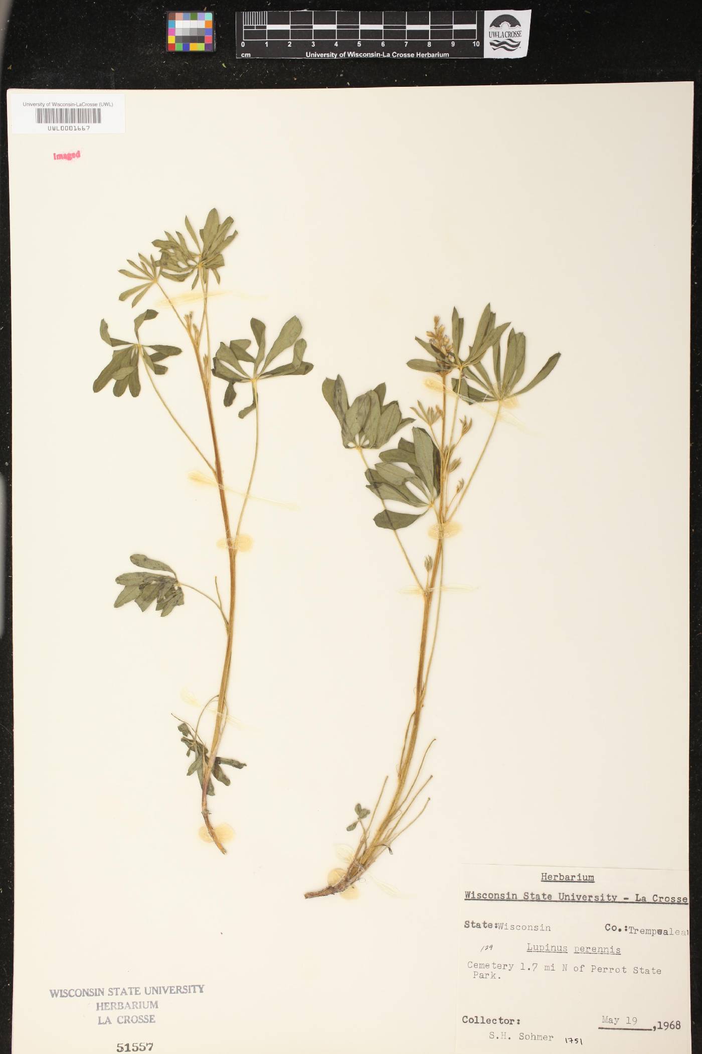 Lupinus perennis image