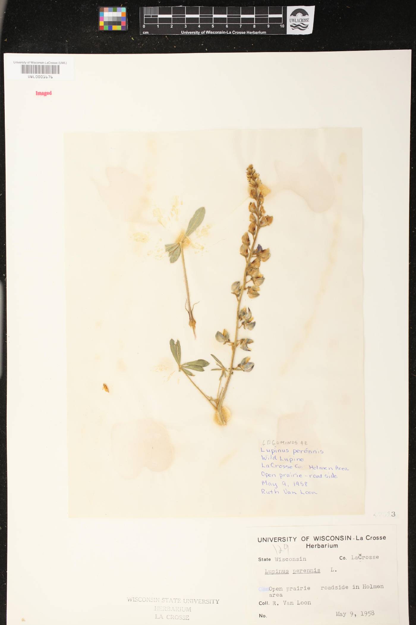 Lupinus perennis image