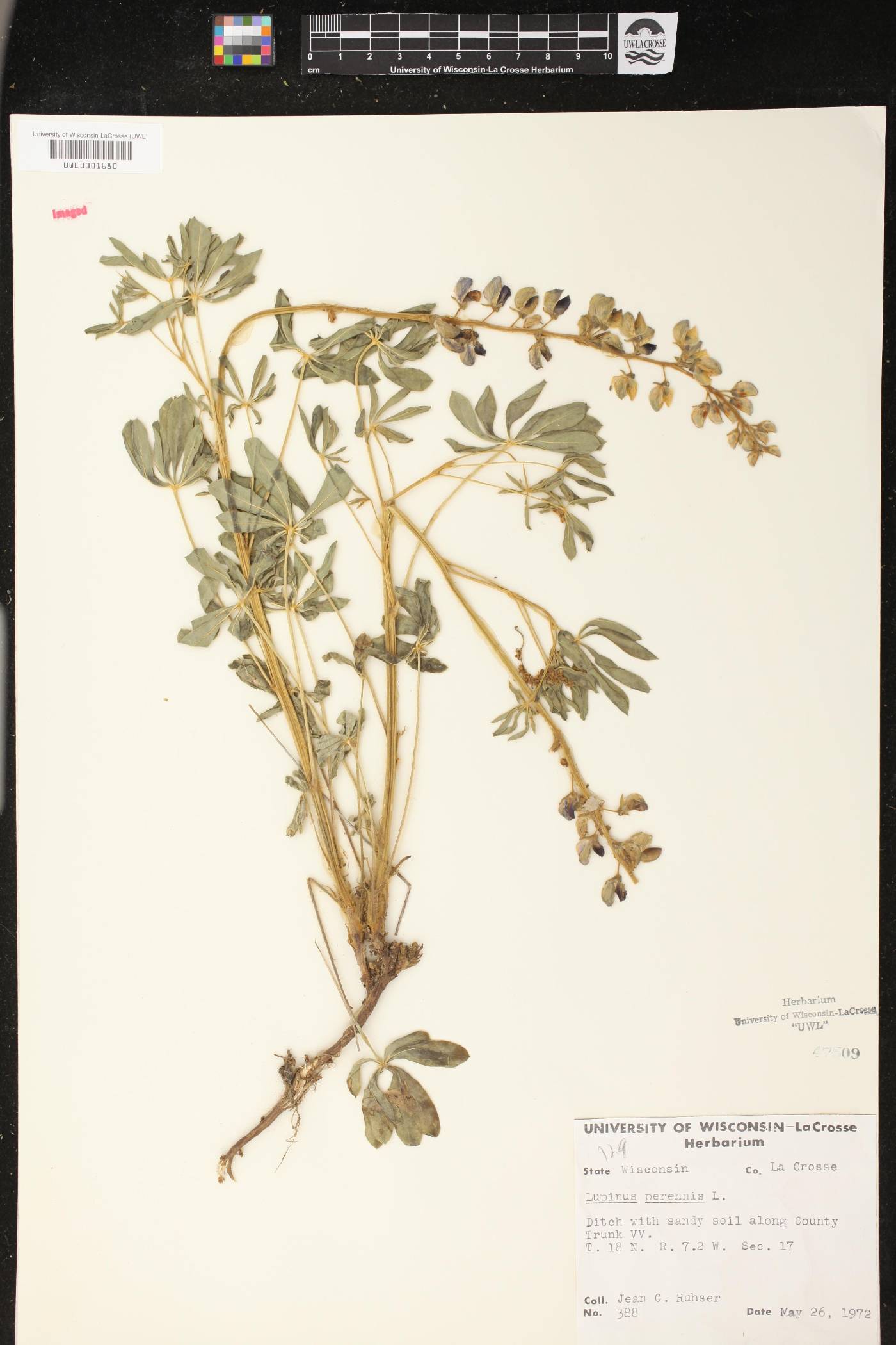 Lupinus perennis image
