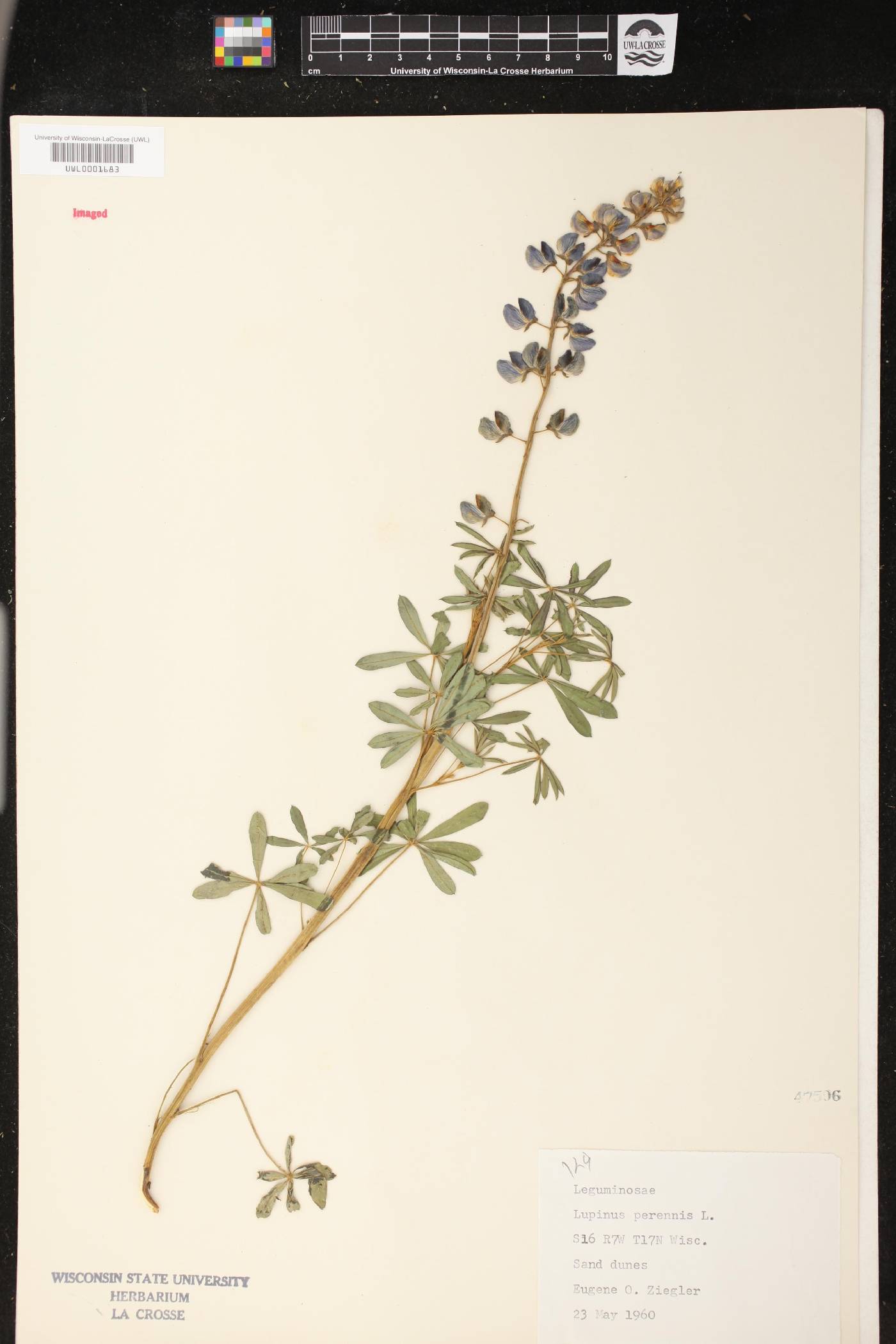 Lupinus perennis image