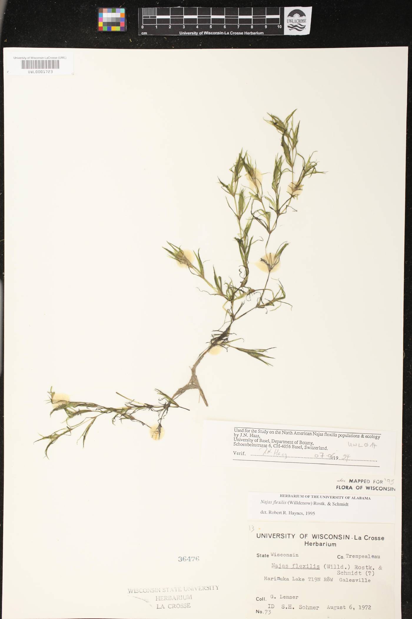 Najas flexilis image