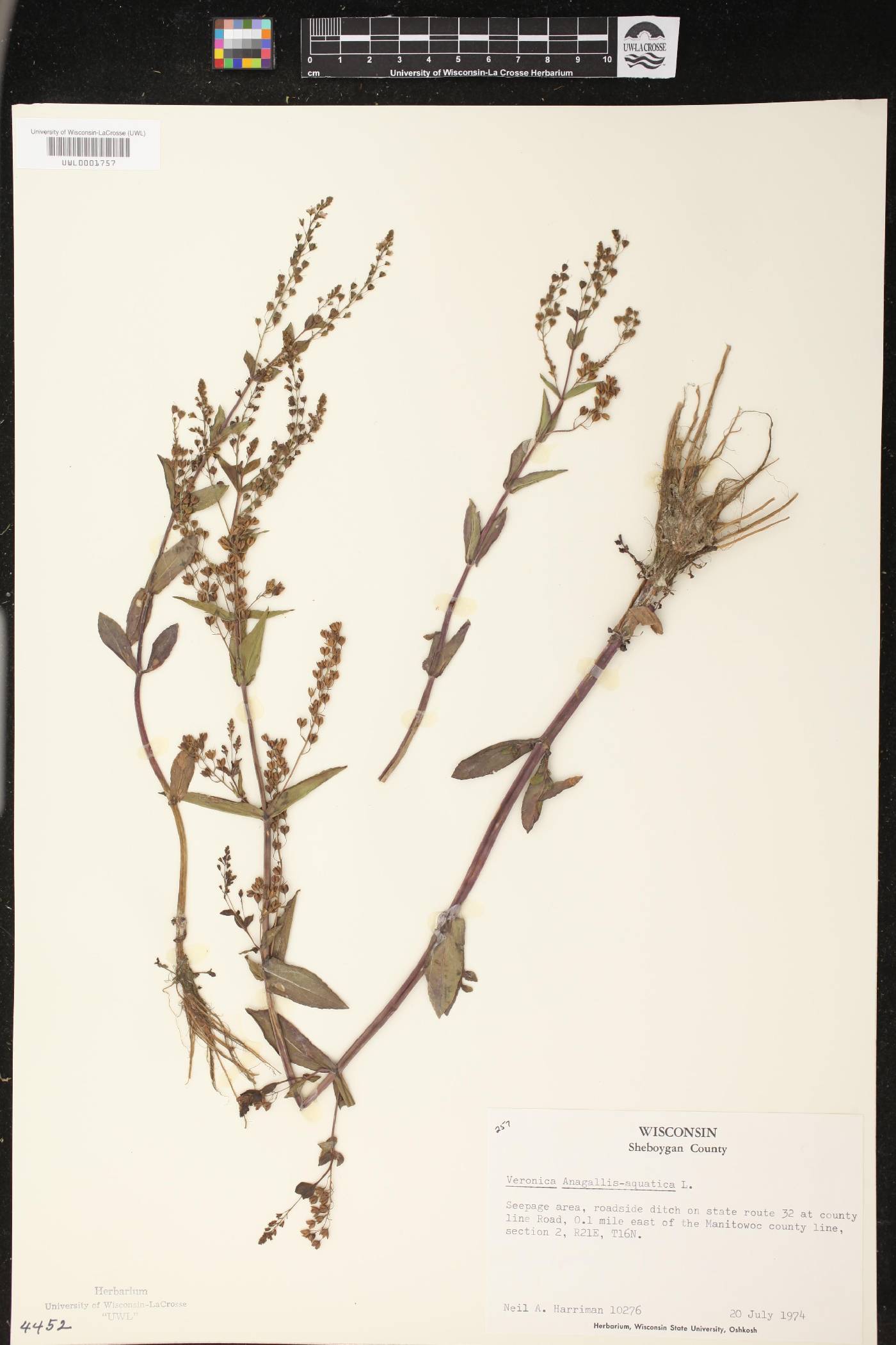 Veronica anagallis-aquatica image
