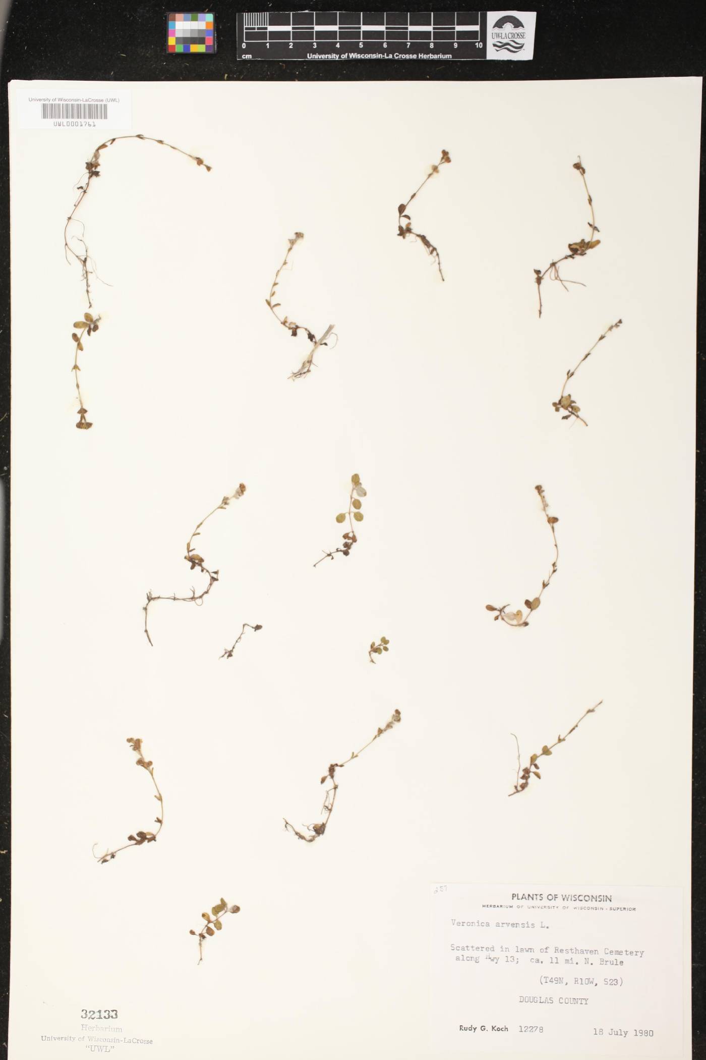 Veronica arvensis image