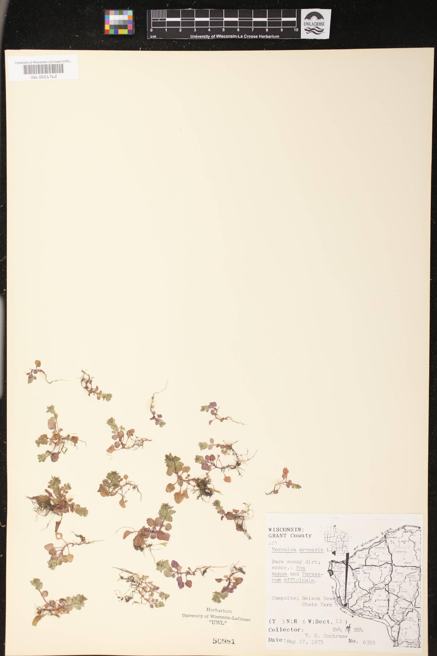 Veronica arvensis image