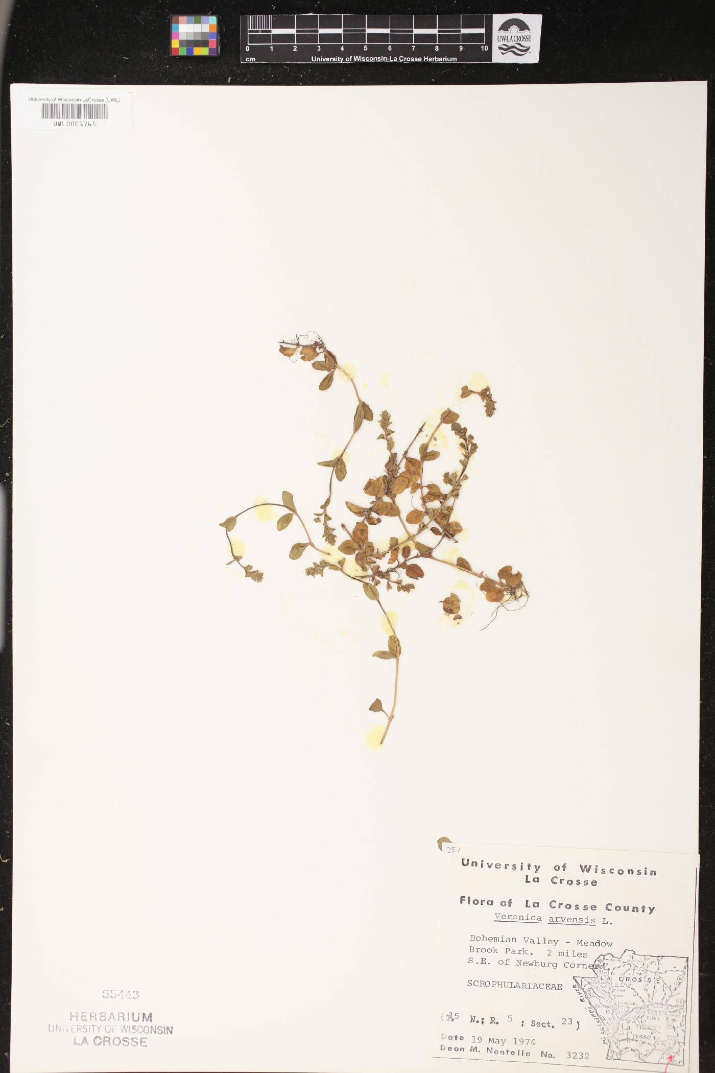 Veronica arvensis image