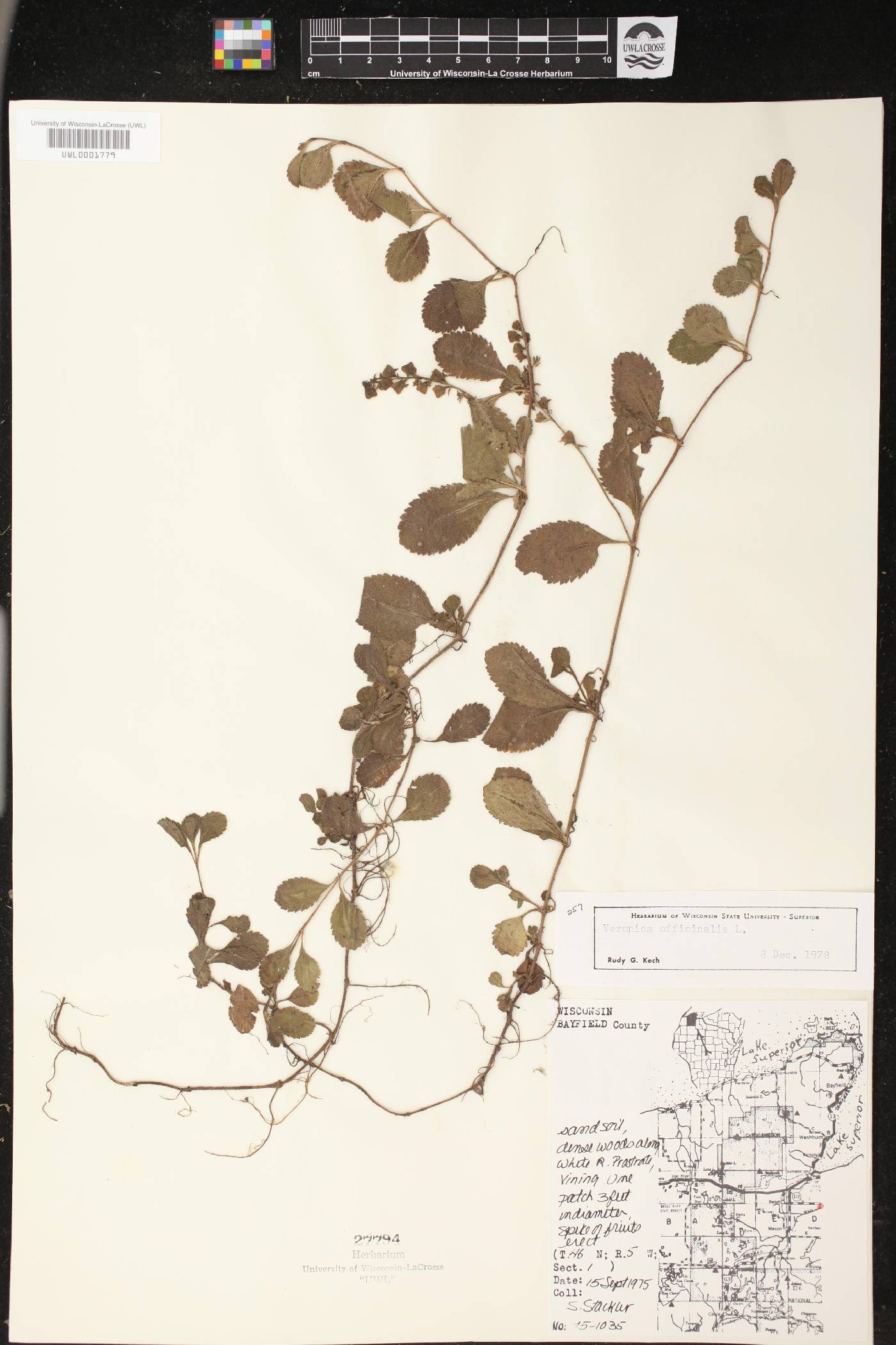 Veronica officinalis image