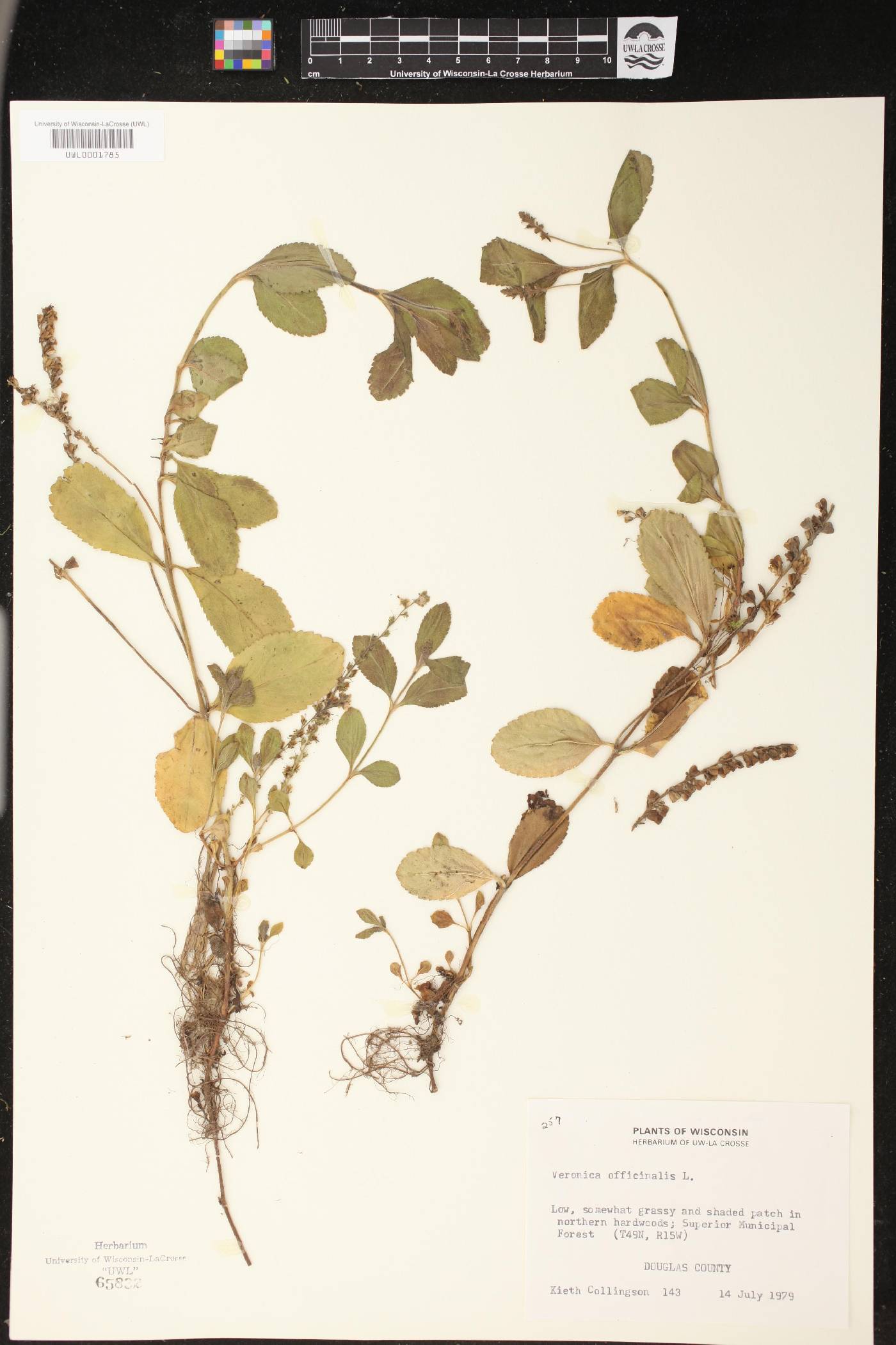 Veronica officinalis image