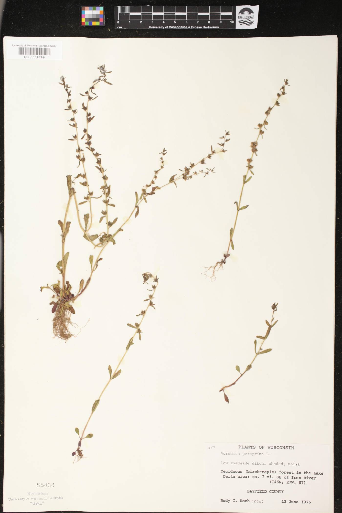 Veronica peregrina image
