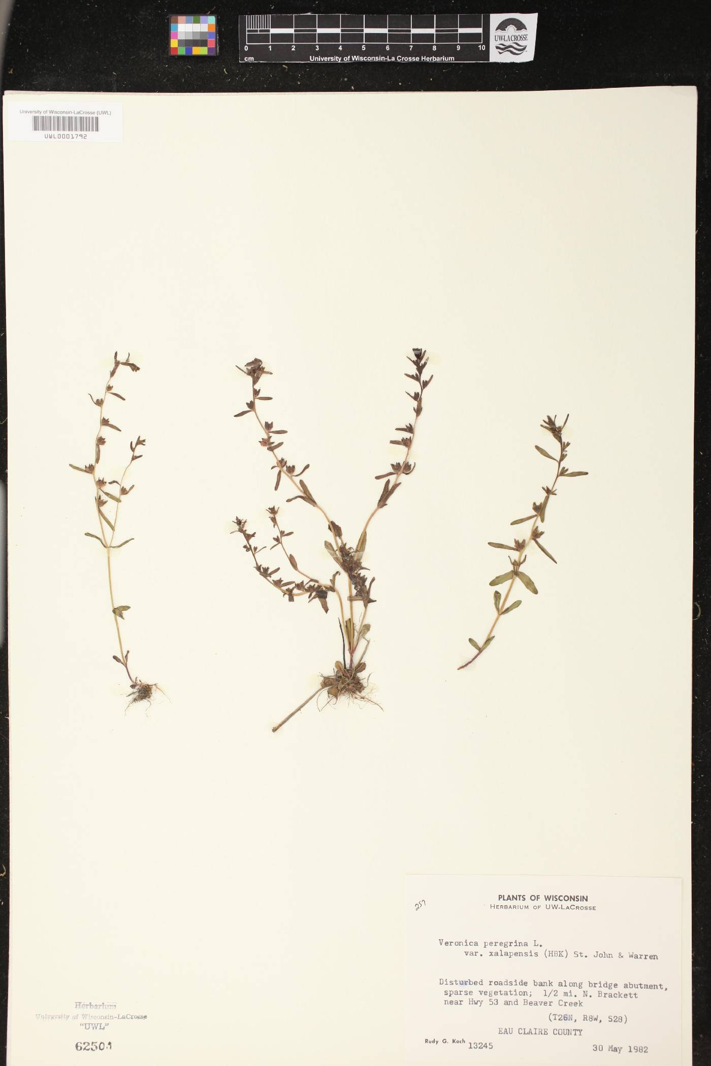 Veronica peregrina image