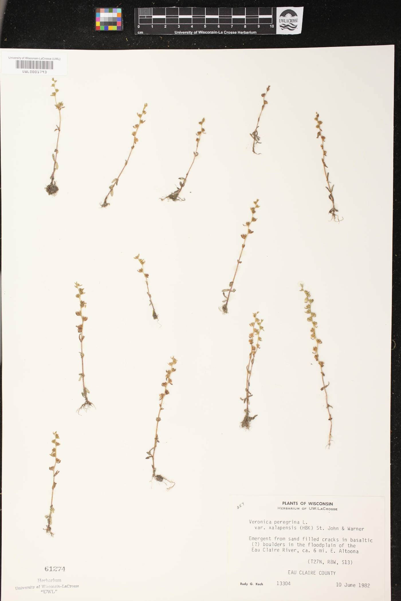 Veronica peregrina image