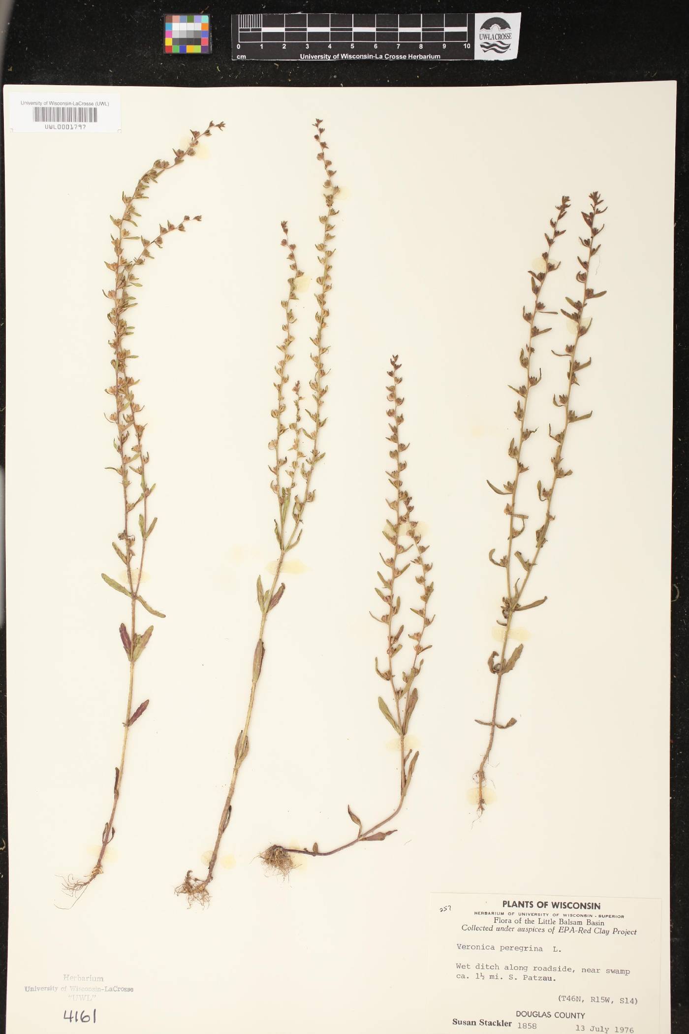 Veronica peregrina image