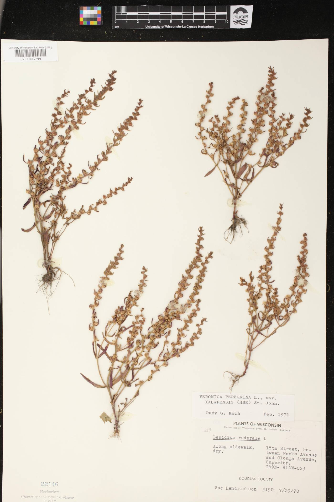Veronica peregrina image