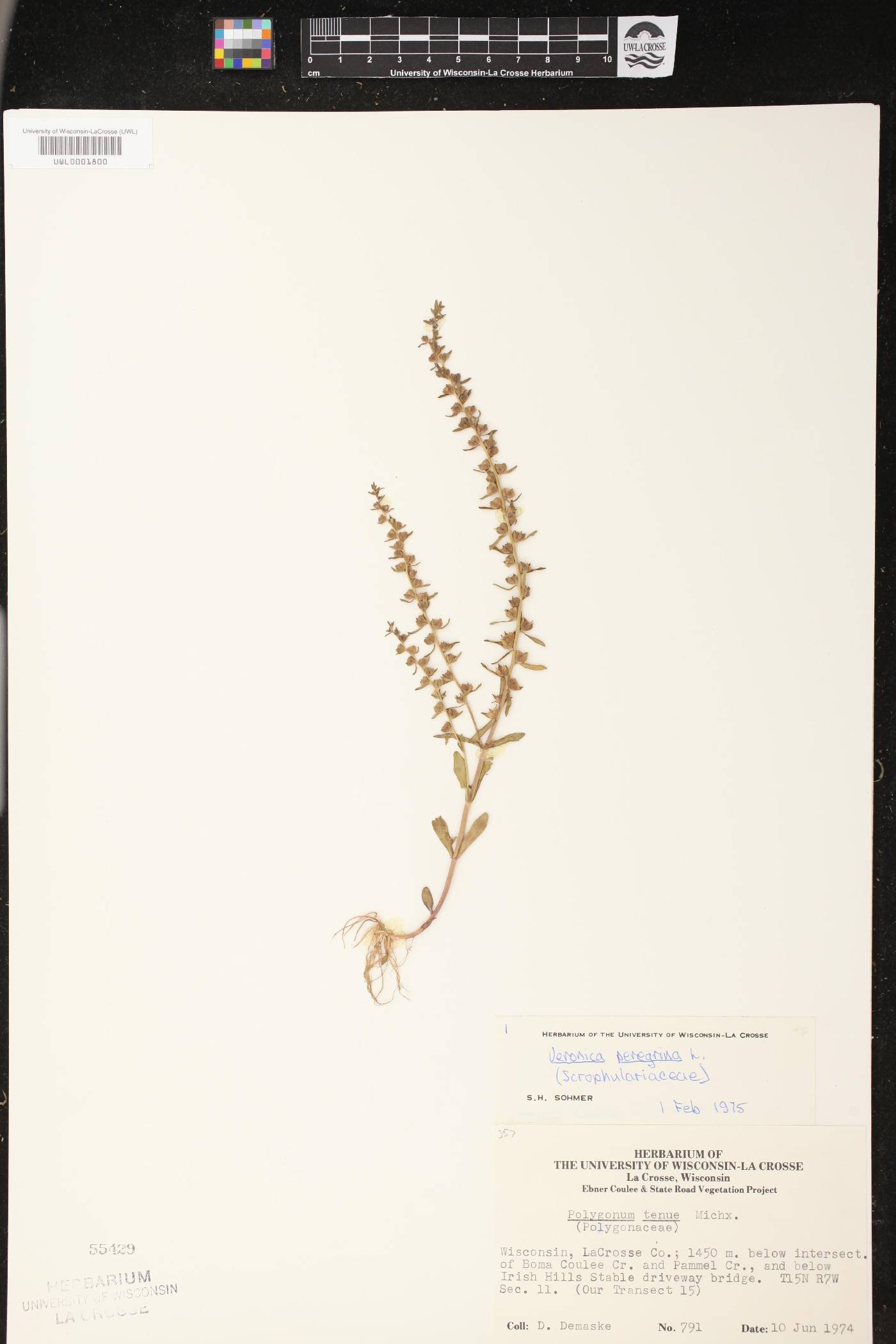 Veronica peregrina image