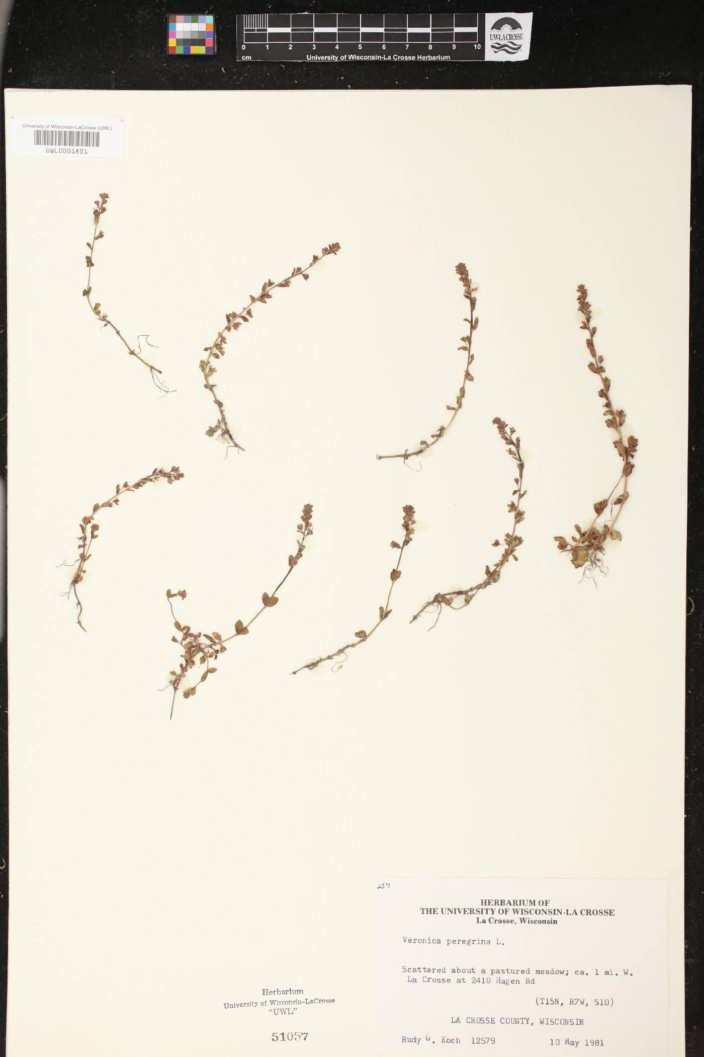 Veronica peregrina image