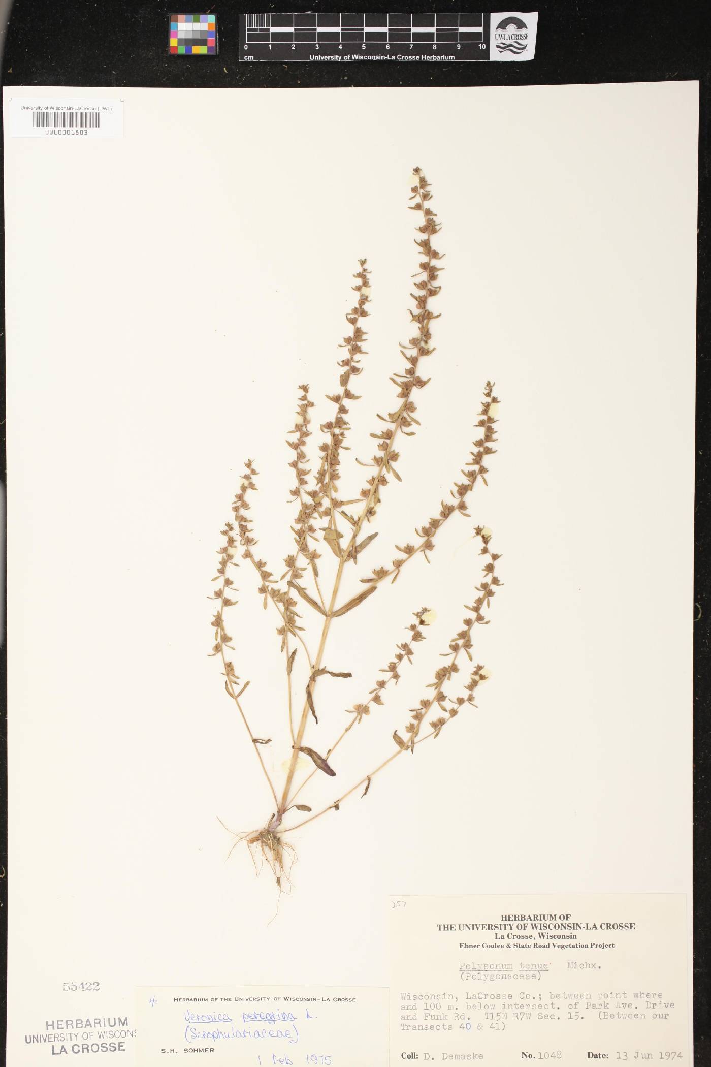 Veronica peregrina image