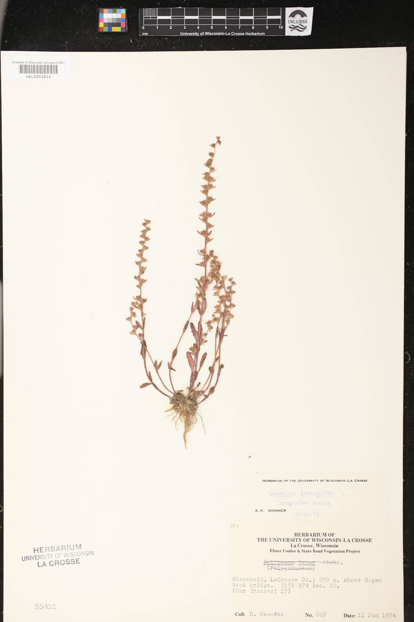 Veronica peregrina image