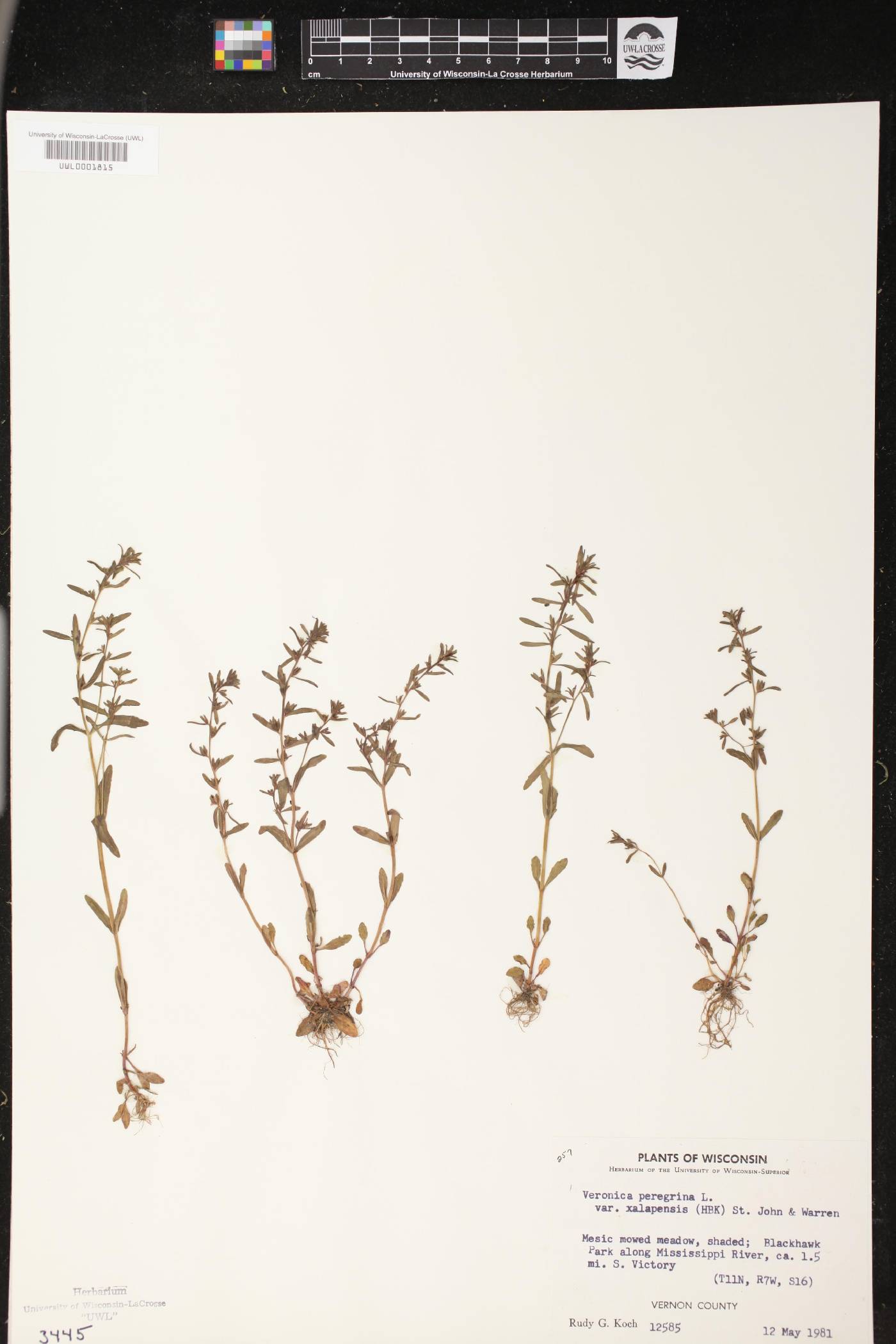 Veronica peregrina image