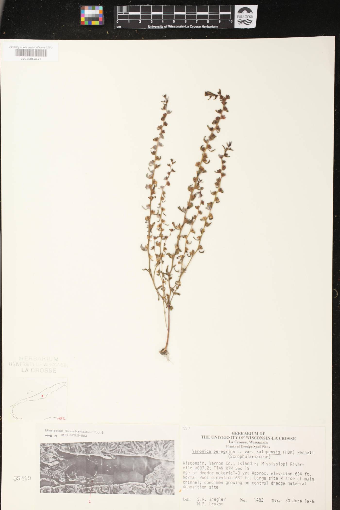 Veronica peregrina image