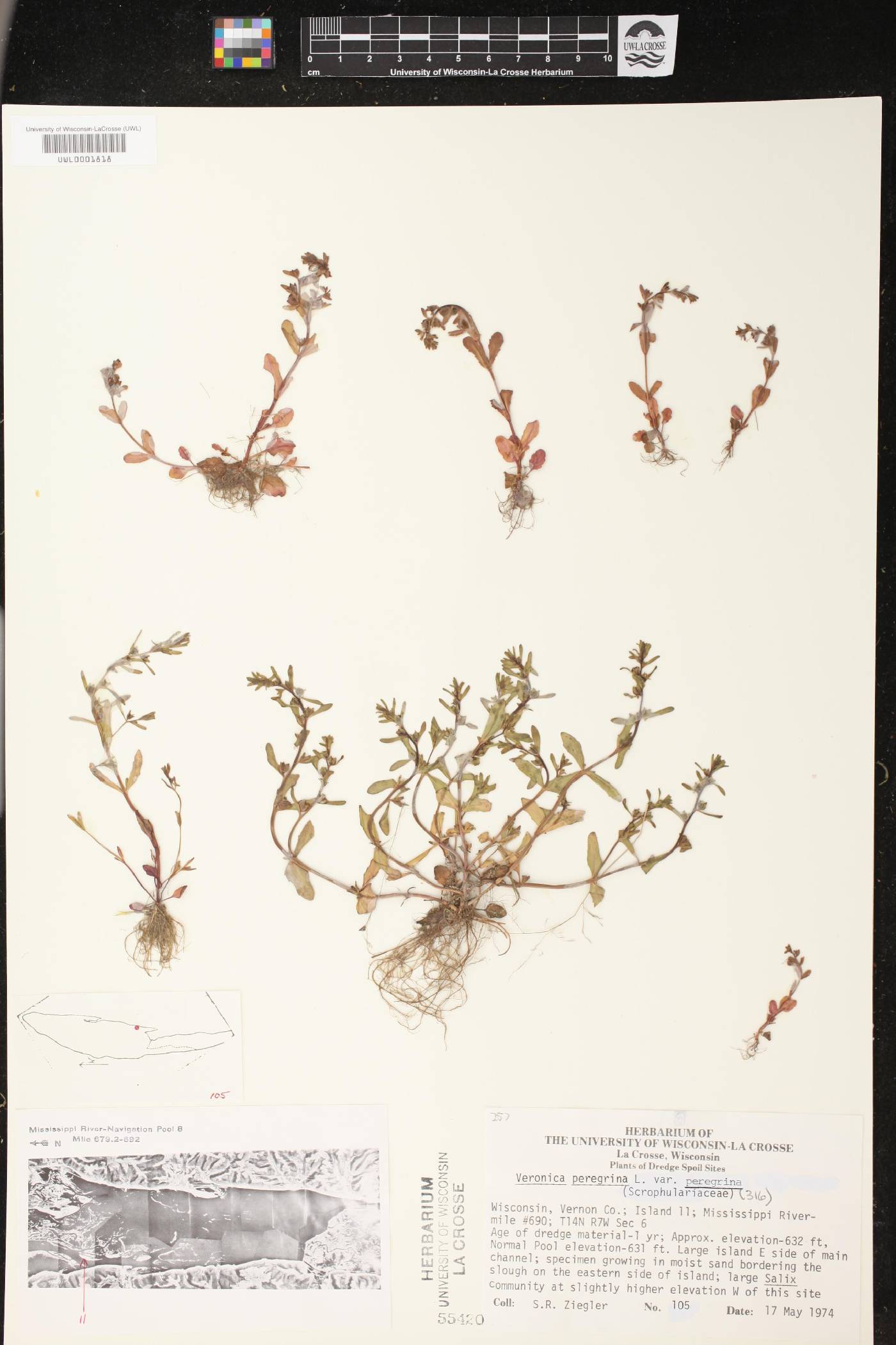 Veronica peregrina image