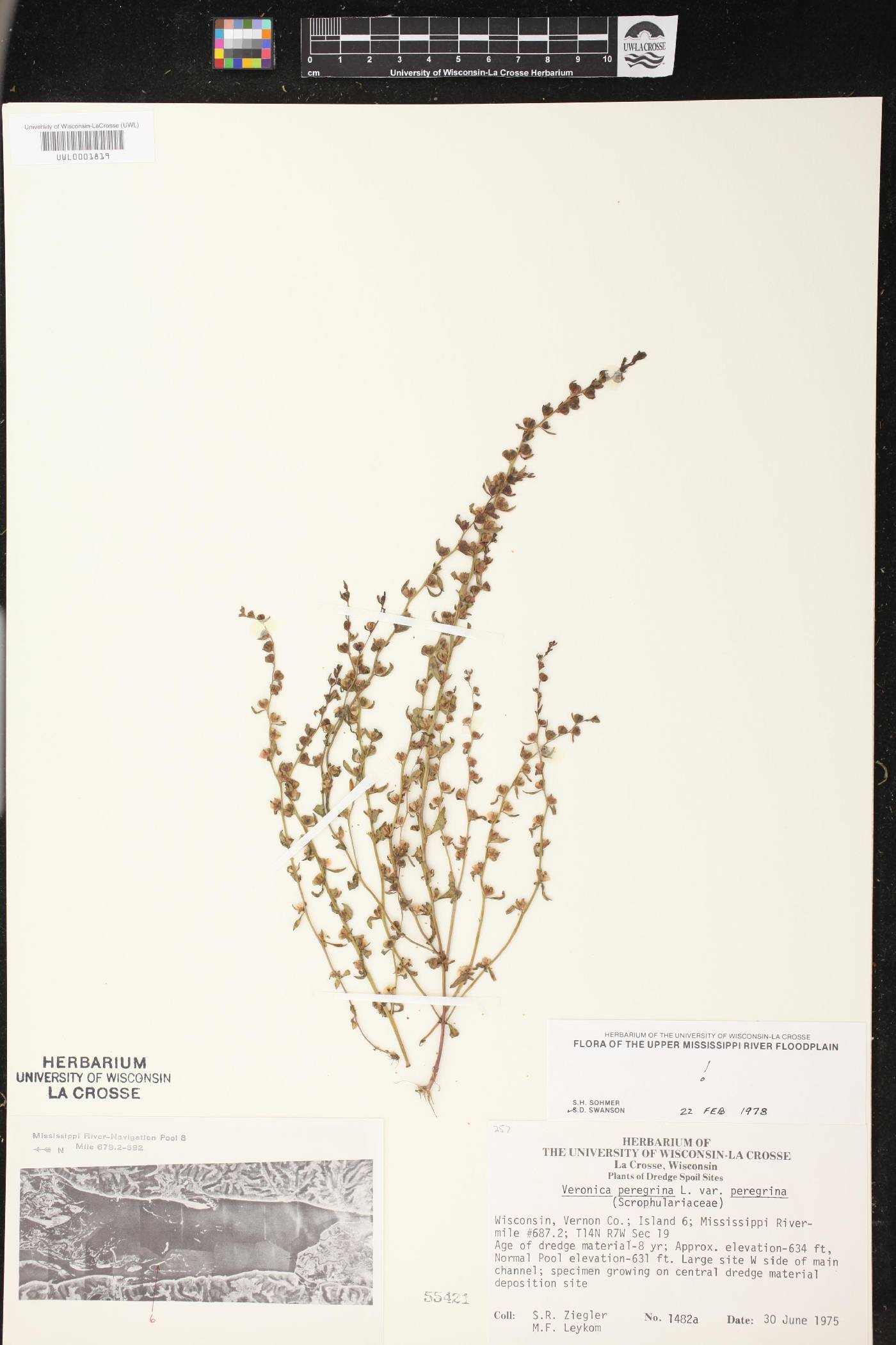 Veronica peregrina image