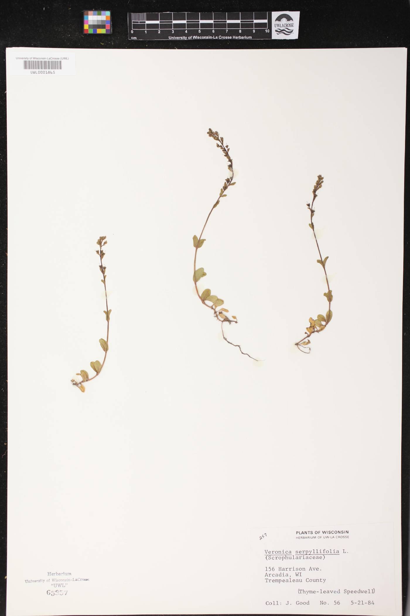 Veronica serpyllifolia image