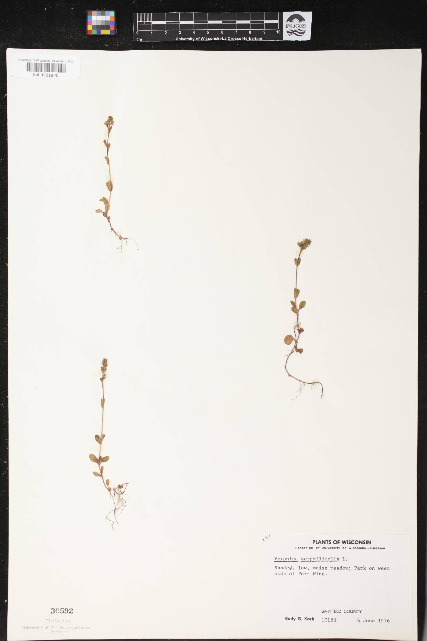 Veronica serpyllifolia image