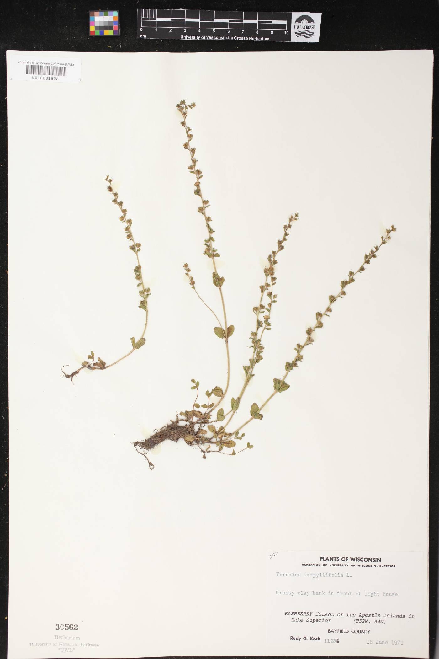 Veronica serpyllifolia image