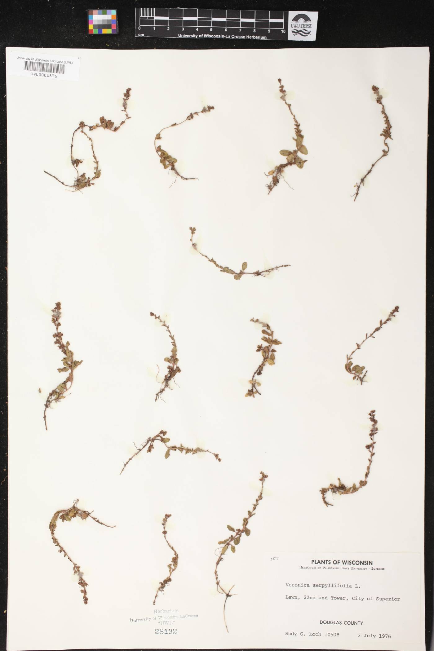 Veronica serpyllifolia image