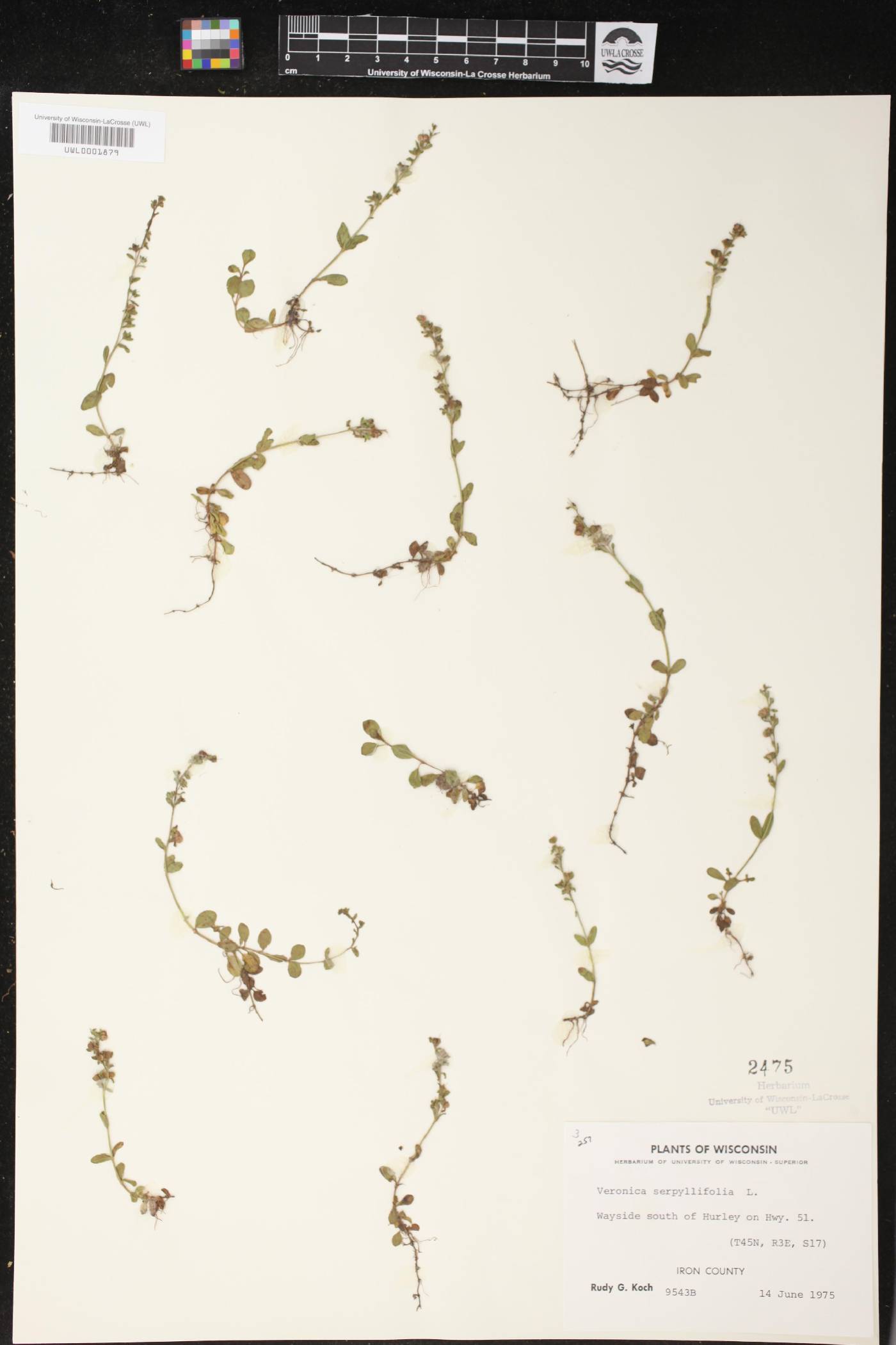 Veronica serpyllifolia image