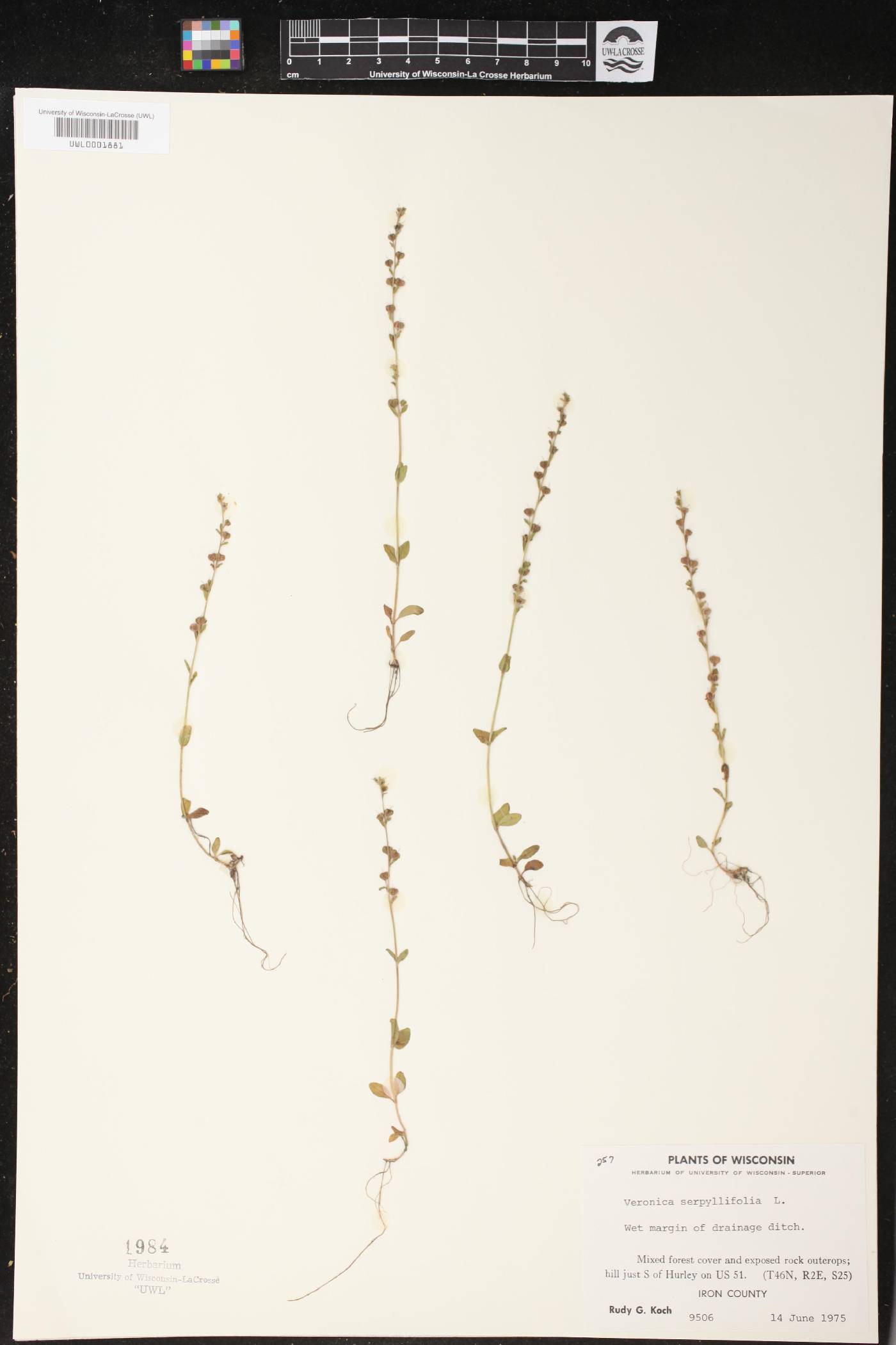 Veronica serpyllifolia image