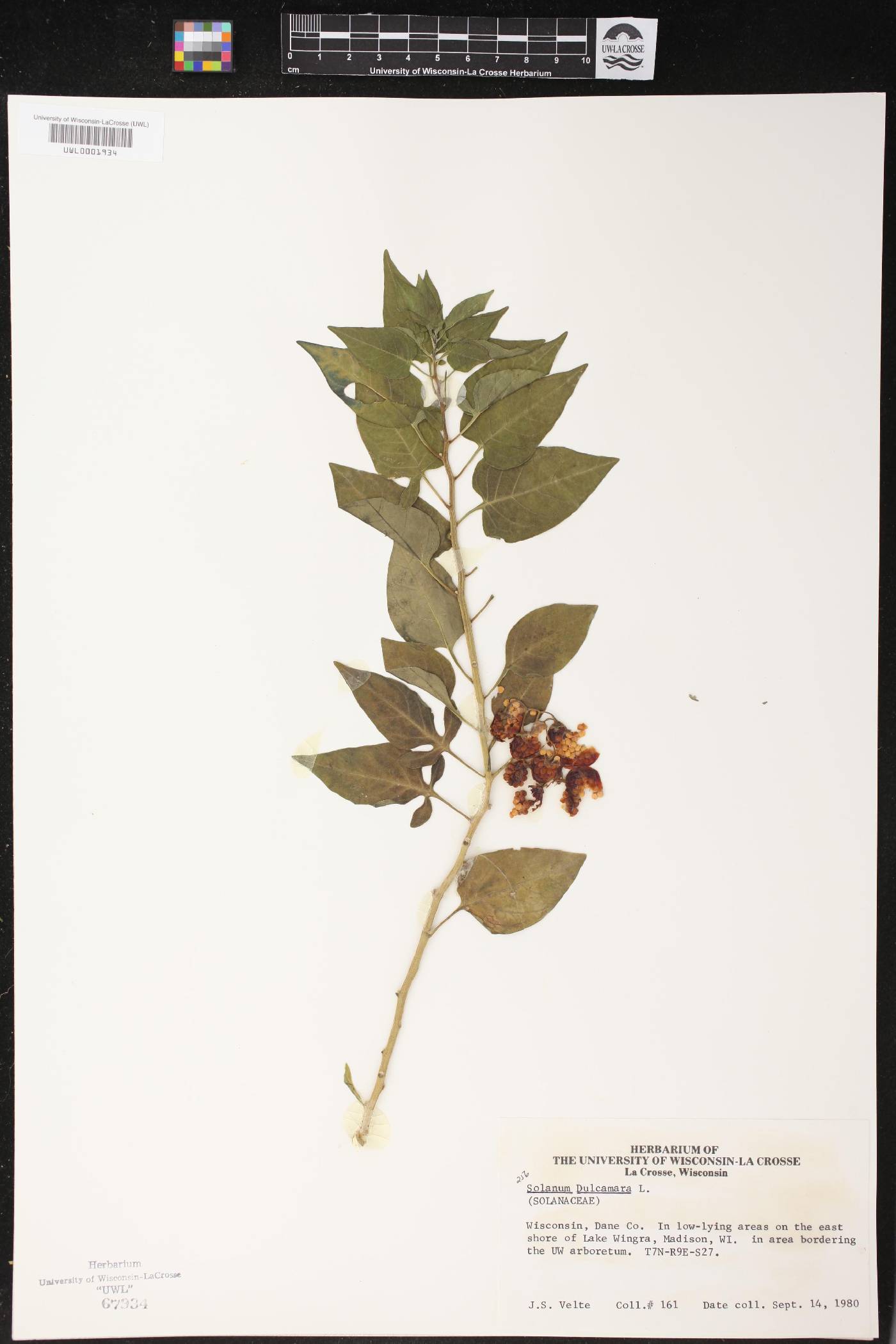 Solanum dulcamara image