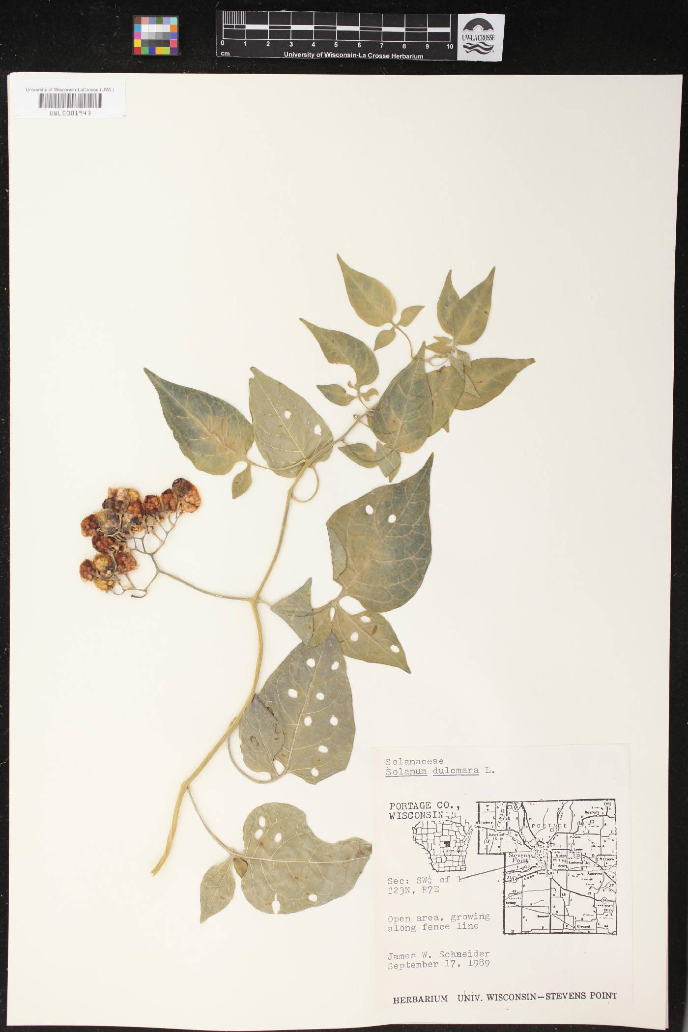 Solanum dulcamara image