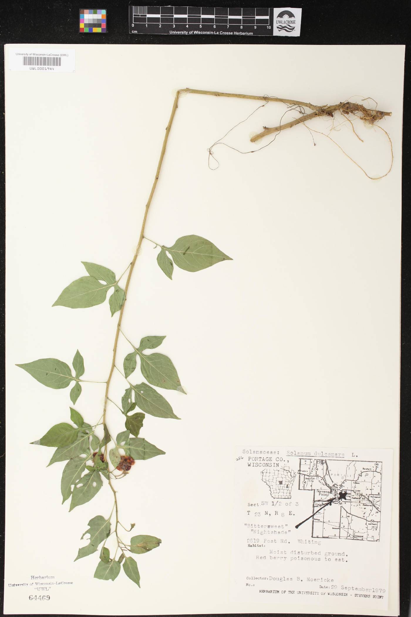 Solanum dulcamara image
