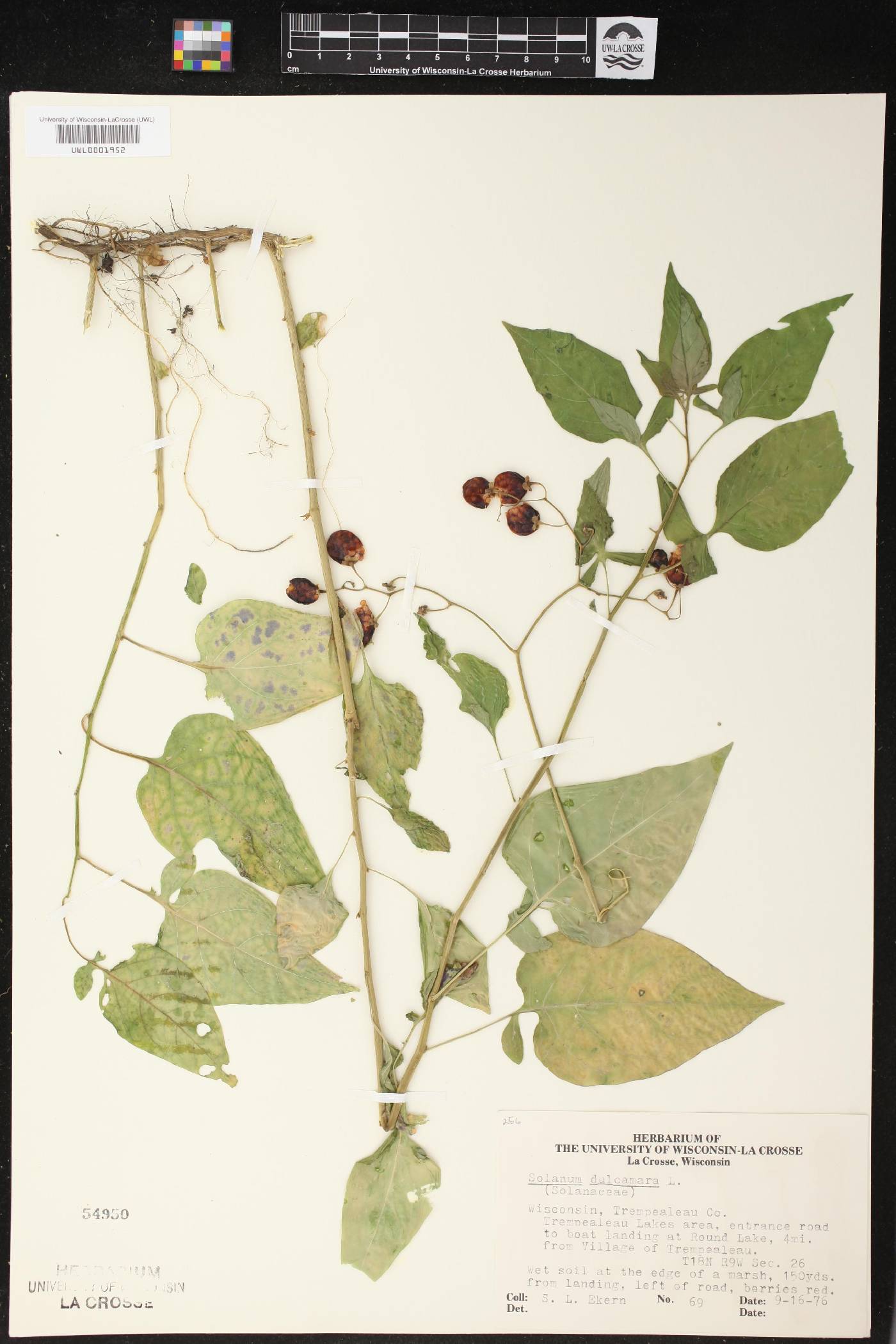 Solanum dulcamara image