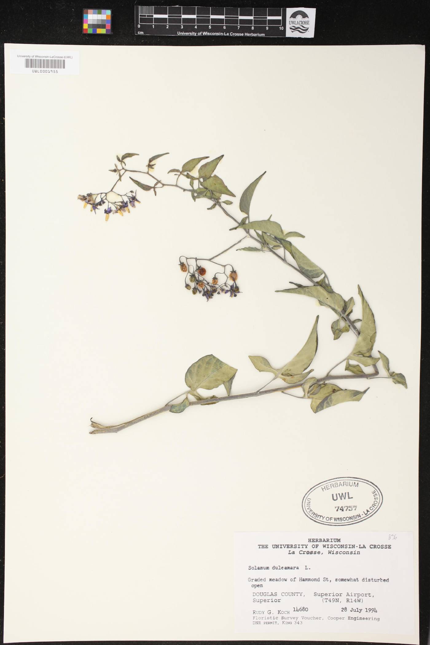 Solanum dulcamara image