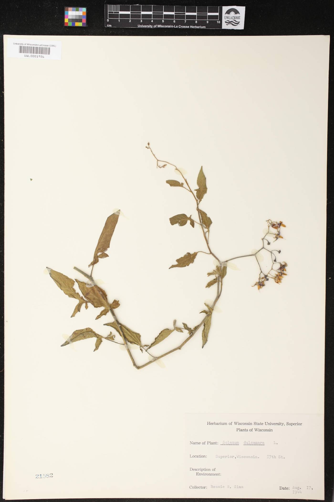 Solanum dulcamara image