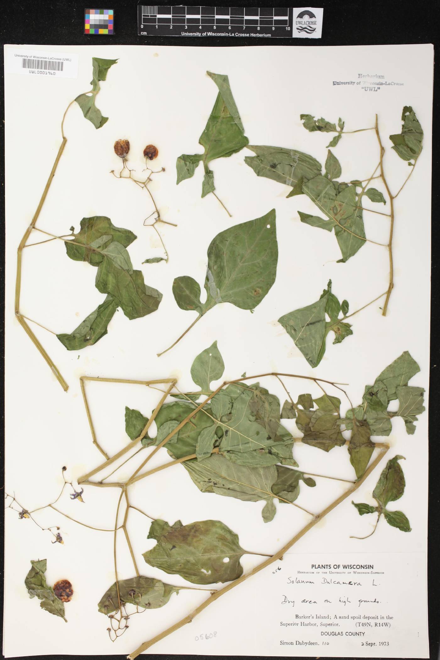 Solanum dulcamara image
