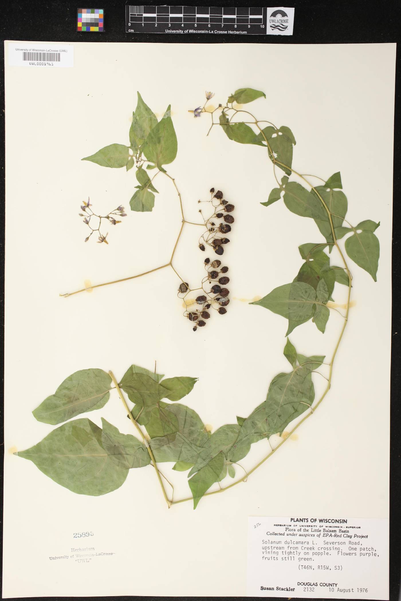 Solanum dulcamara image