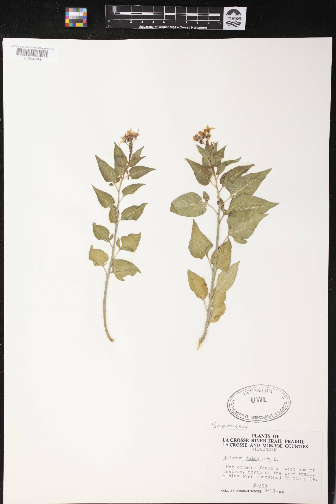 Solanum dulcamara image