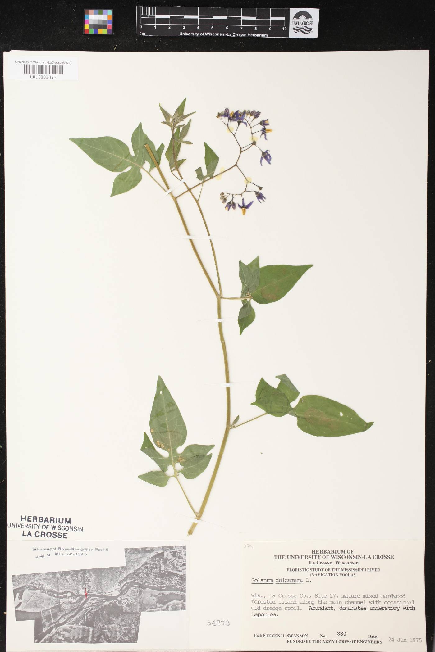 Solanum dulcamara image